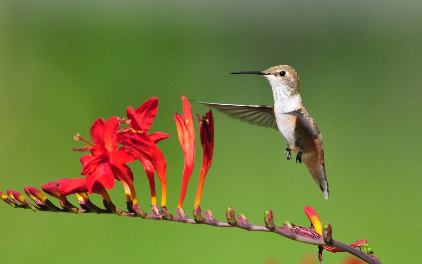 Обои цветы, полет, птица, колибри, flowers, flight, bird, hummingbird разрешение 3187x1793 Загрузить