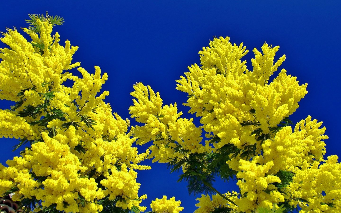 Обои небо, цветы, ветки, мимоза, the sky, flowers, branches, mimosa разрешение 2880x1469 Загрузить
