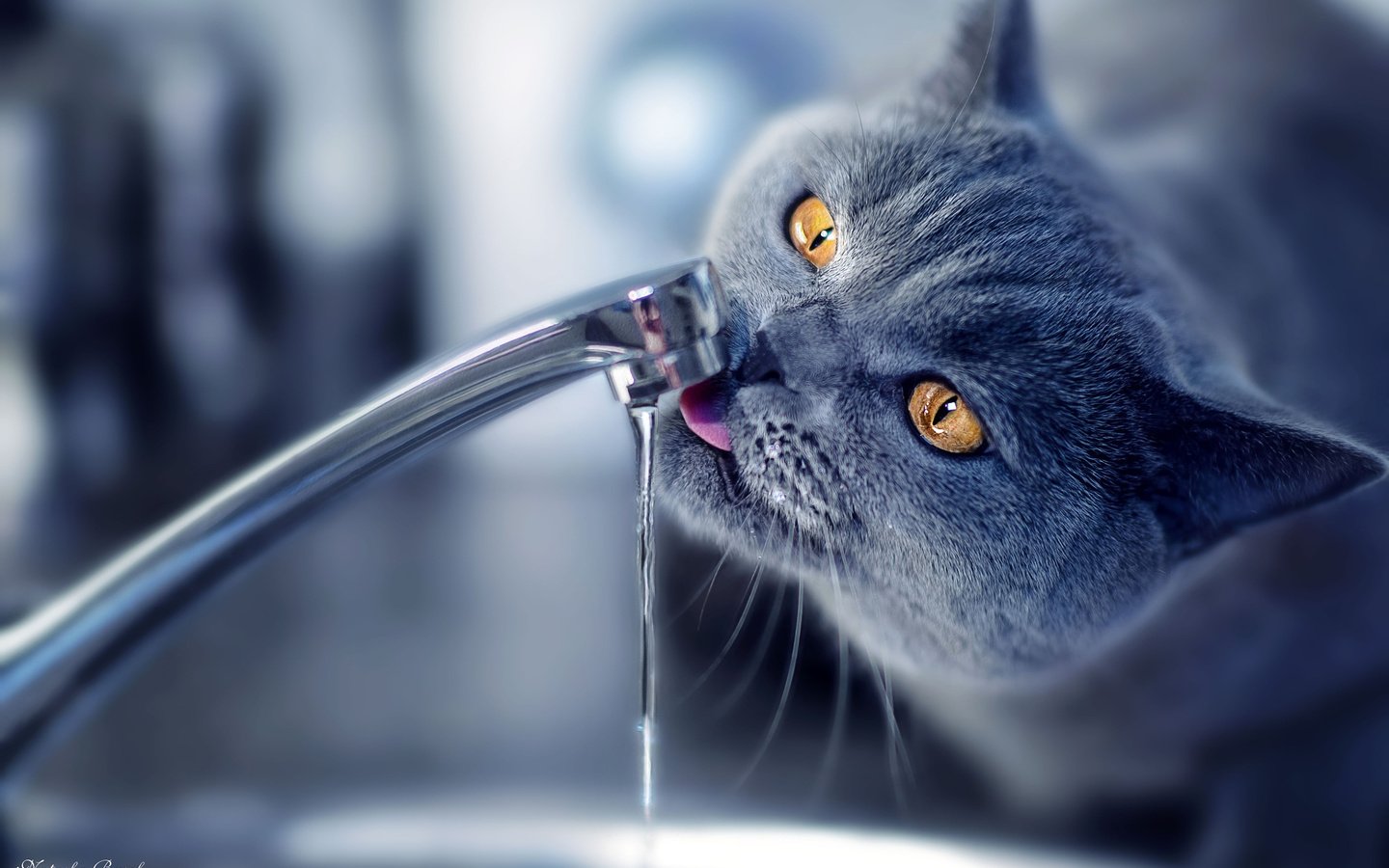 Обои вода, кот, кошка, кран, water, cat, crane разрешение 2048x1367 Загрузить