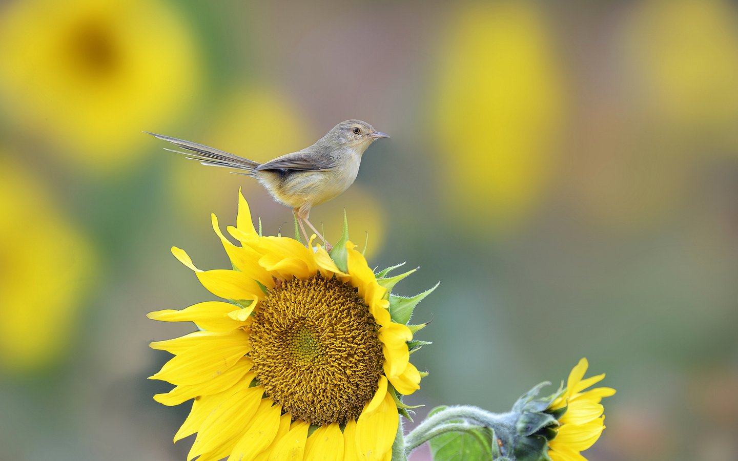 Обои макро, цветок, подсолнух, птица, хвост, macro, flower, sunflower, bird, tail разрешение 2048x1366 Загрузить