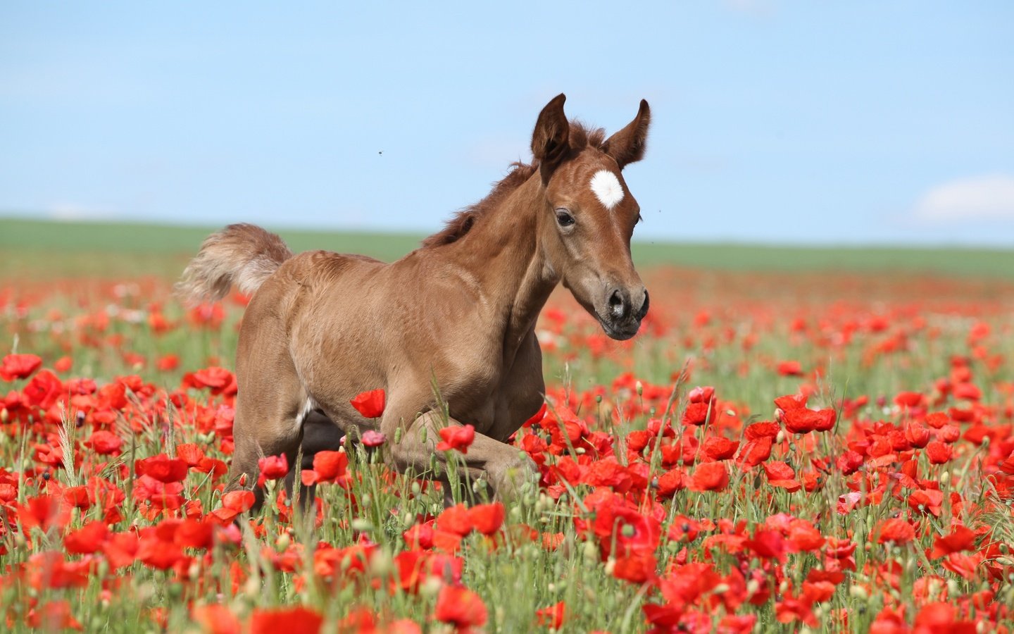 Обои небо, цветы, лошадь, поле, лето, маки, коричневый, жеребенок, the sky, flowers, horse, field, summer, maki, brown, foal разрешение 2880x1920 Загрузить