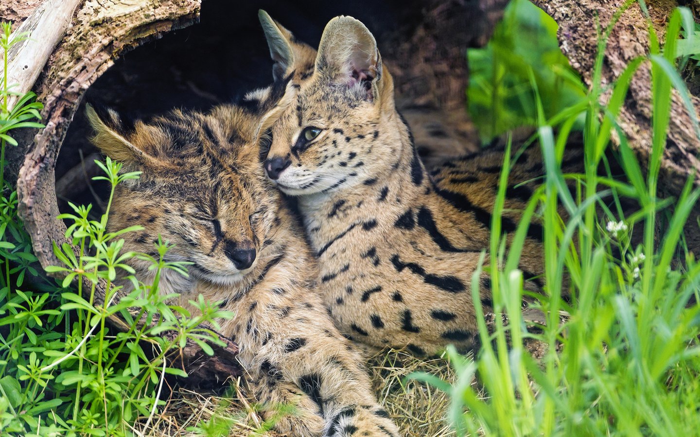 Обои трава, пара, кошки, сервал, ©tambako the jaguar, grass, pair, cats, serval разрешение 2048x1639 Загрузить