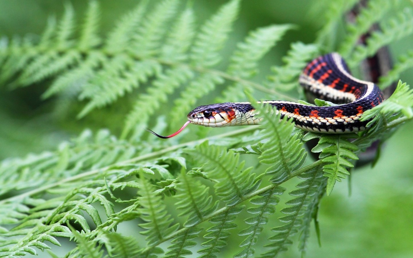 Обои уж, змея, растение, папоротник, рептилия, пресмыкающиеся, жало, so, snake, plant, fern, reptile, reptiles, sting разрешение 2048x1281 Загрузить