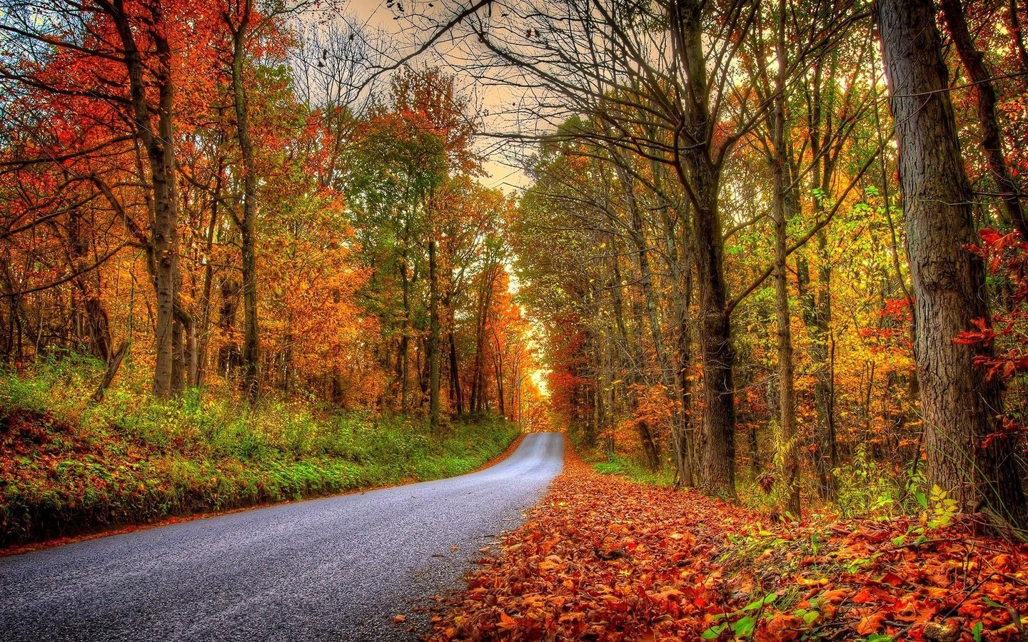 Обои дорога, деревья, лес, пейзаж, парк, осень, road, trees, forest, landscape, park, autumn разрешение 2048x1345 Загрузить