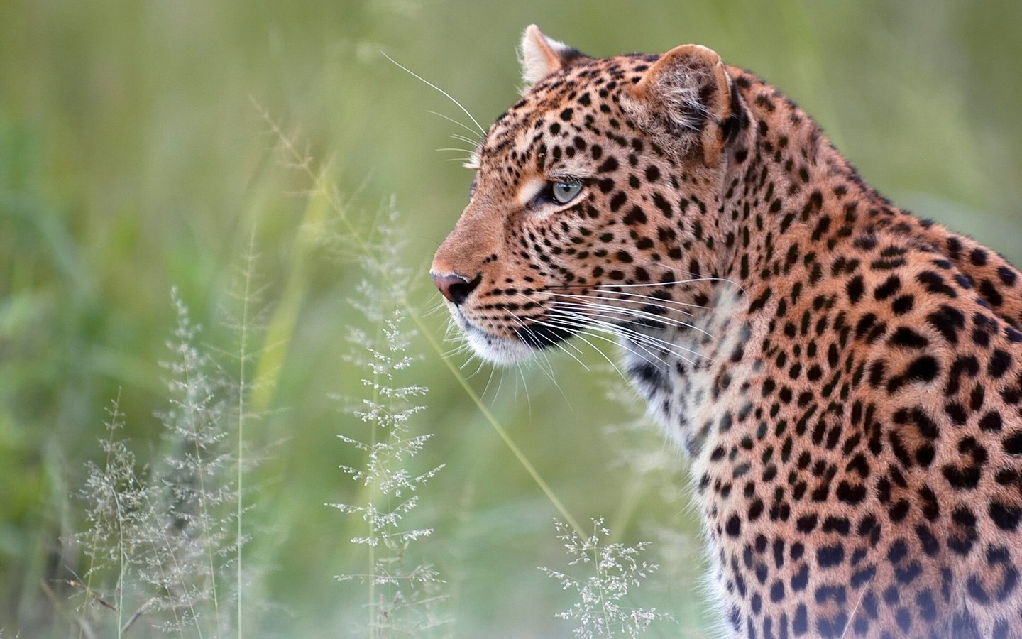 Обои леопард, хищник, мех, дикая кошка, leopard, predator, fur, wild cat разрешение 1920x1201 Загрузить