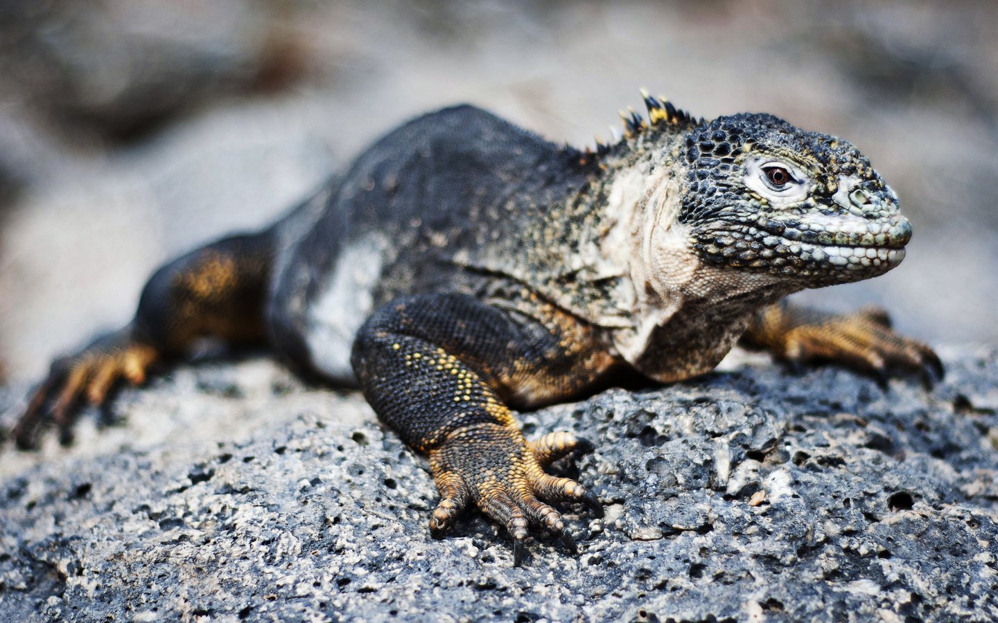 Обои ящерица, рептилия, игуана, пресмыкающееся, галапагосская, lizard, reptile, iguana, galapagos разрешение 1920x1200 Загрузить