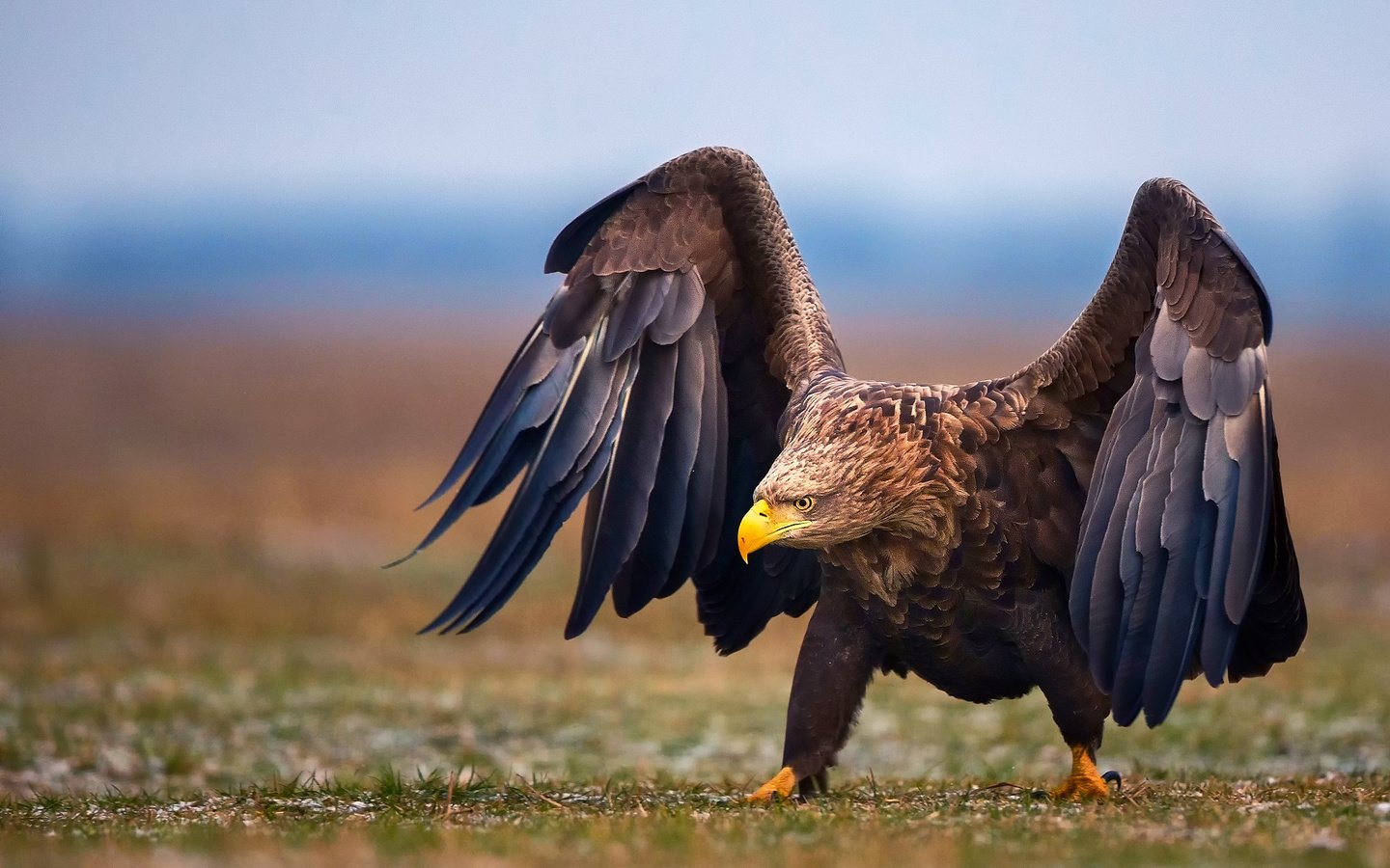 Обои природа, крылья, орел, птица, nature, wings, eagle, bird разрешение 2048x1366 Загрузить