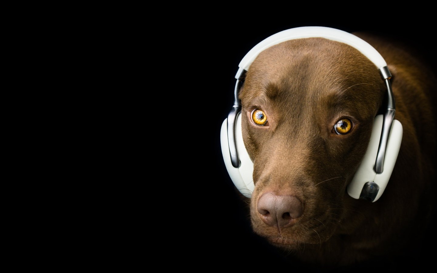 Обои взгляд, собака, наушники, черный фон, друг, лабрадор, look, dog, headphones, black background, each, labrador разрешение 5125x3100 Загрузить