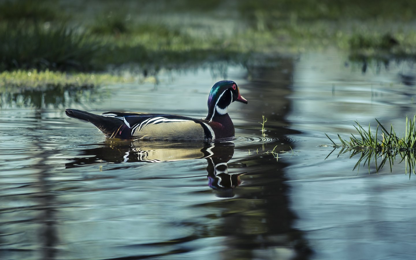 Обои вода, озеро, птица, утка, water, lake, bird, duck разрешение 2048x1339 Загрузить