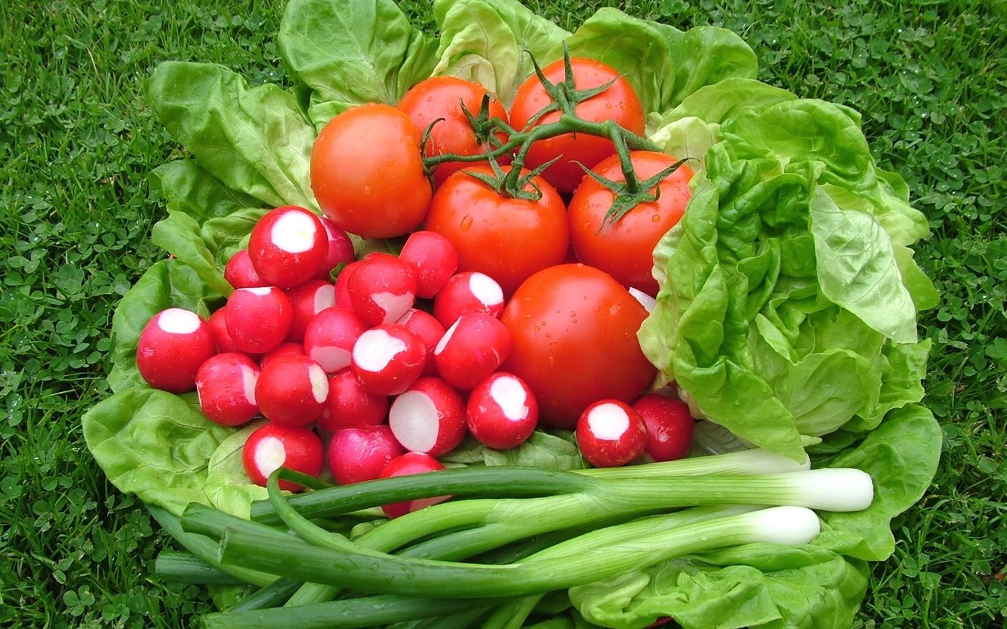 Обои лук, овощи, помидоры, салат, редис, bow, vegetables, tomatoes, salad, radishes разрешение 1920x1265 Загрузить