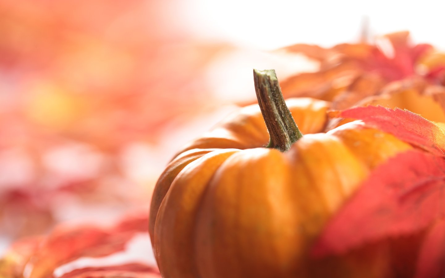 Обои листва, осень, урожай, овощи, тыква, foliage, autumn, harvest, vegetables, pumpkin разрешение 5616x3744 Загрузить