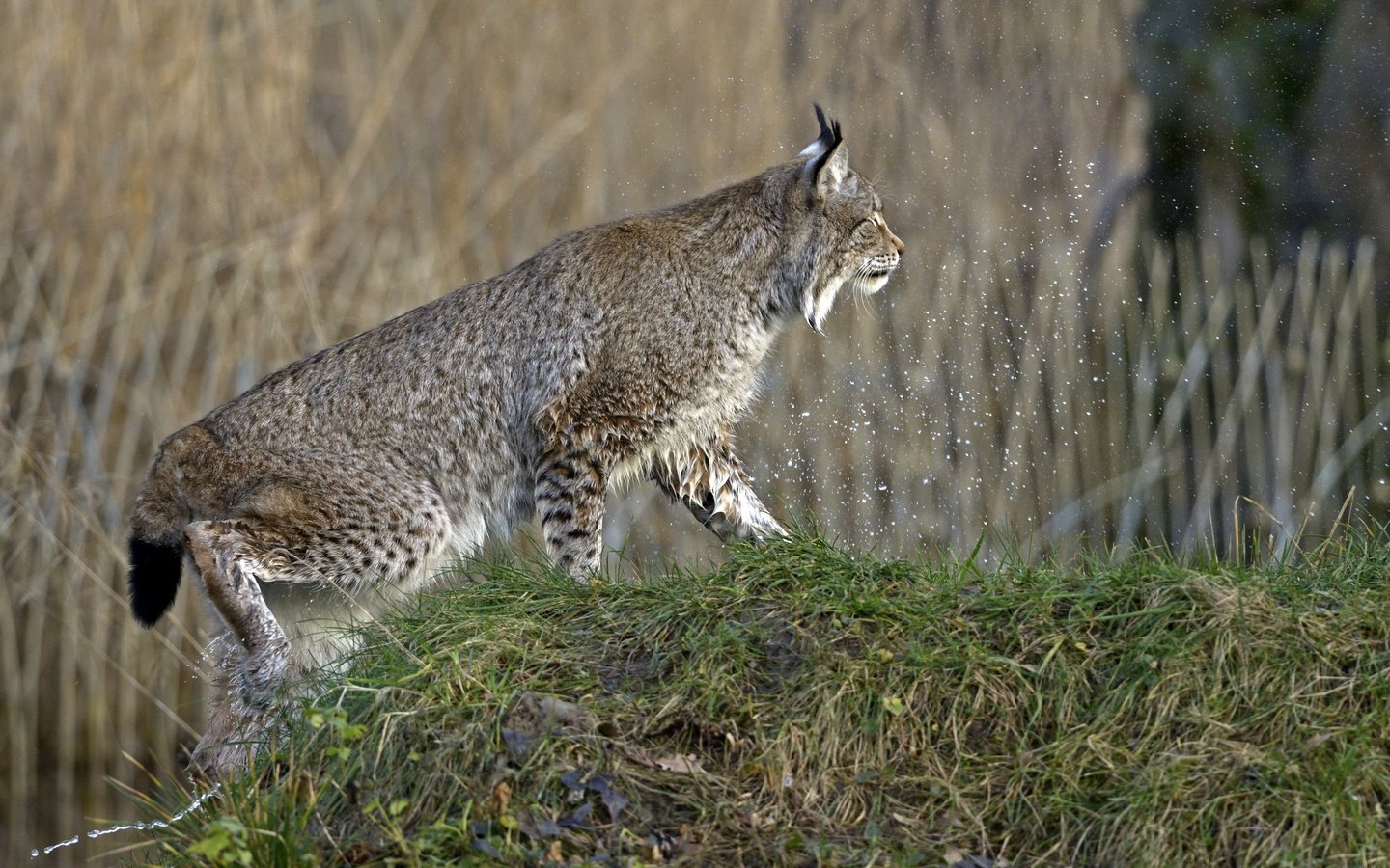 Обои трава, природа, рысь, кошка, брызги, профиль, холм, grass, nature, lynx, cat, squirt, profile, hill разрешение 2880x1922 Загрузить