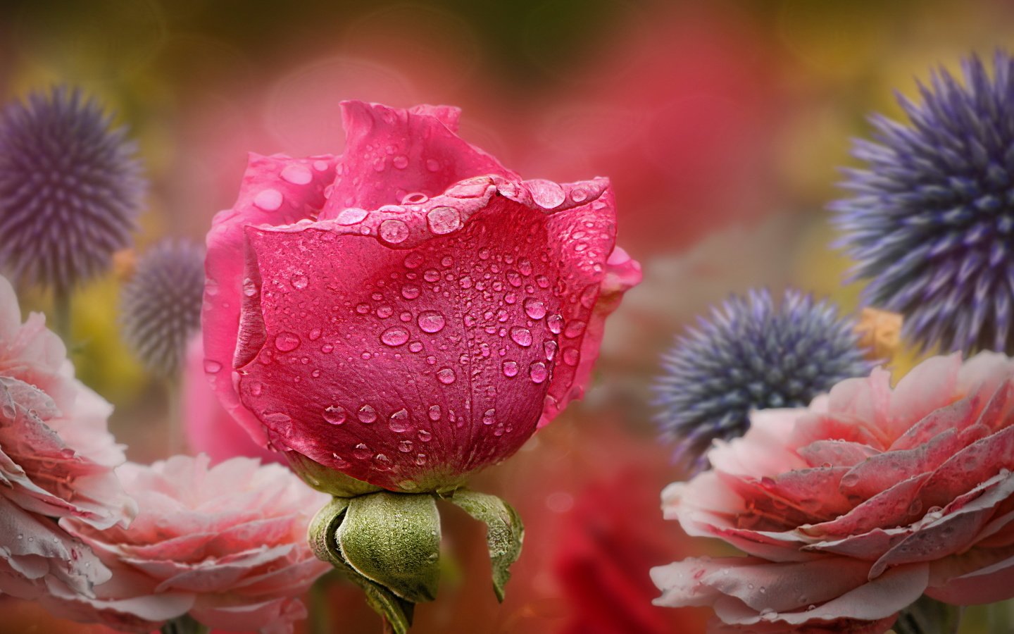 Обои цветы, природа, роза, flowers, nature, rose разрешение 2560x1440 Загрузить