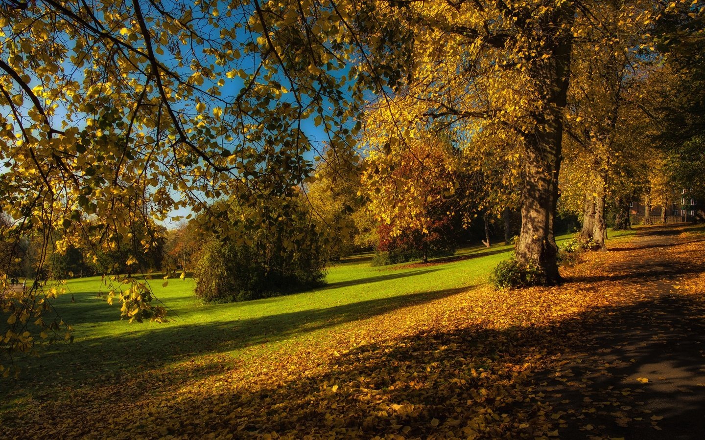 Обои деревья, листья, парк, ветки, осень, trees, leaves, park, branches, autumn разрешение 2024x1347 Загрузить