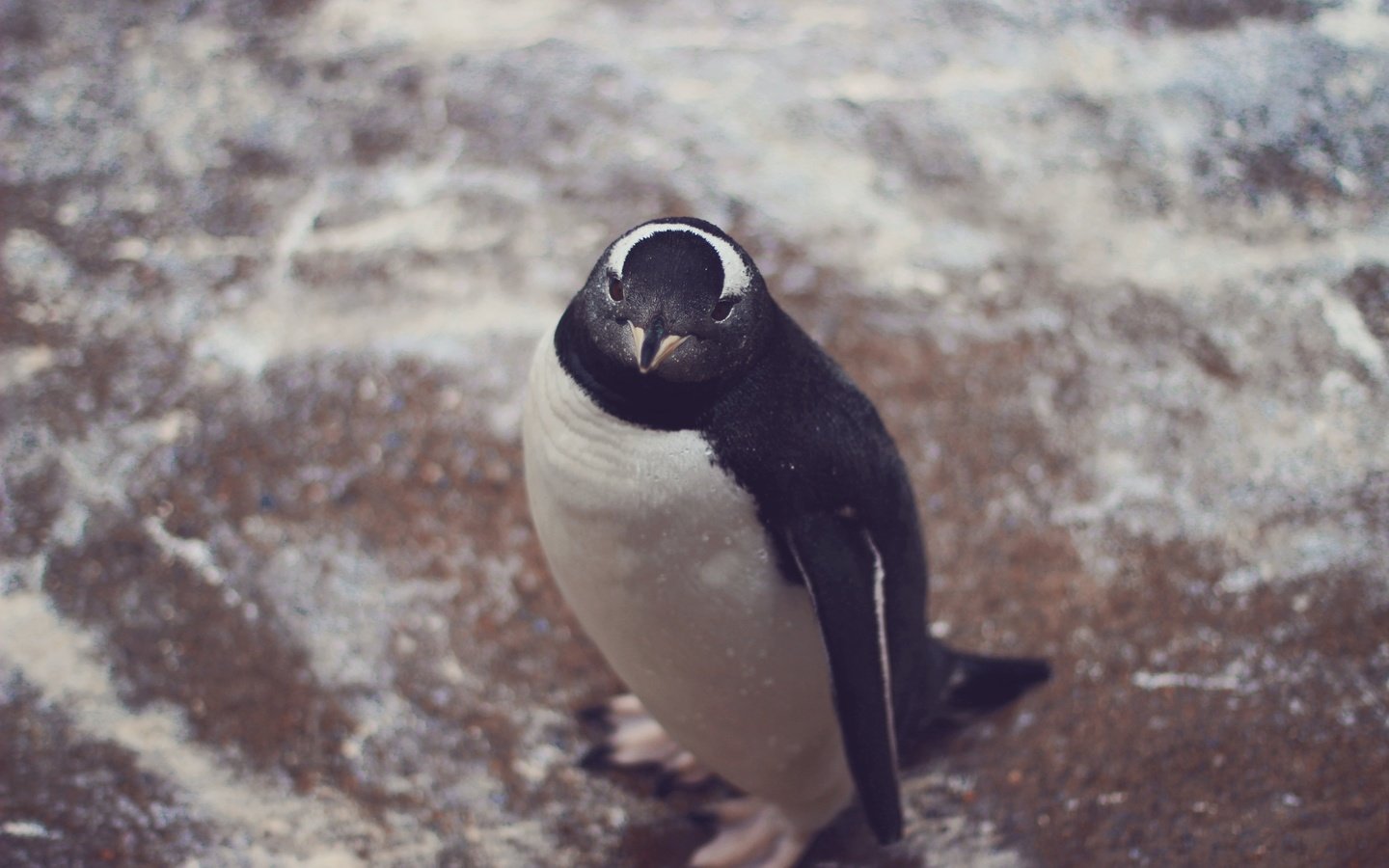 Обои взгляд, птица, животное, пингвин, look, bird, animal, penguin разрешение 5184x3456 Загрузить