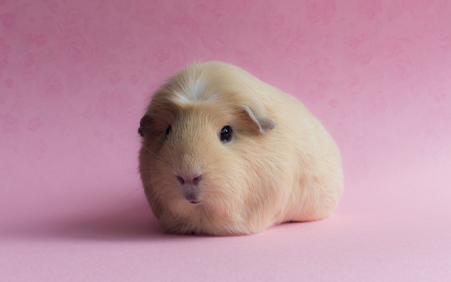 Обои фон, розовый, морская свинка, background, pink, guinea pig разрешение 3000x2000 Загрузить