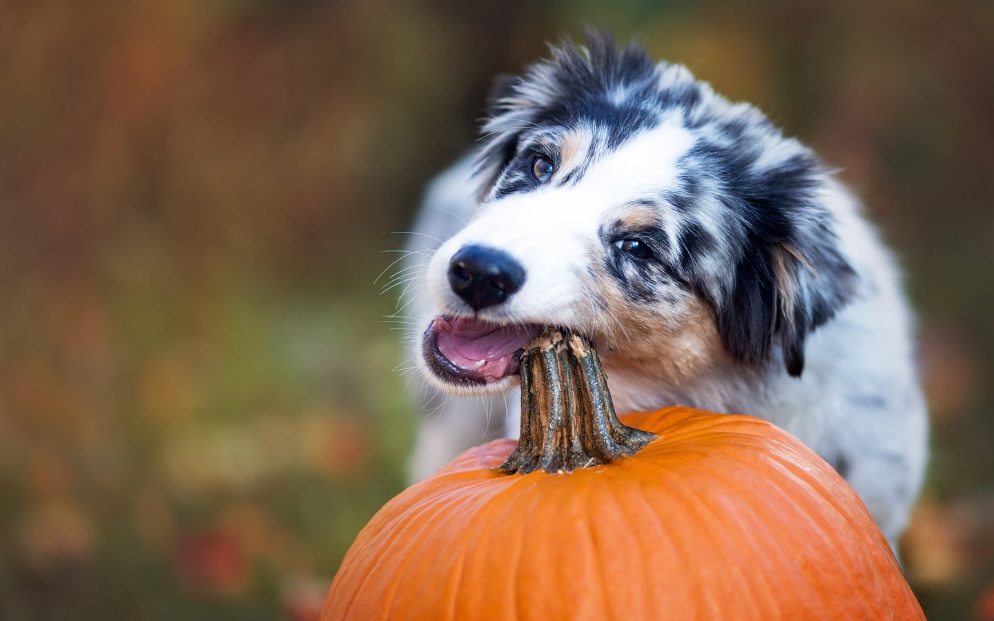 Обои собака, тыква, австралийская овчарка, аусси, dog, pumpkin, australian shepherd, aussie разрешение 2048x1365 Загрузить