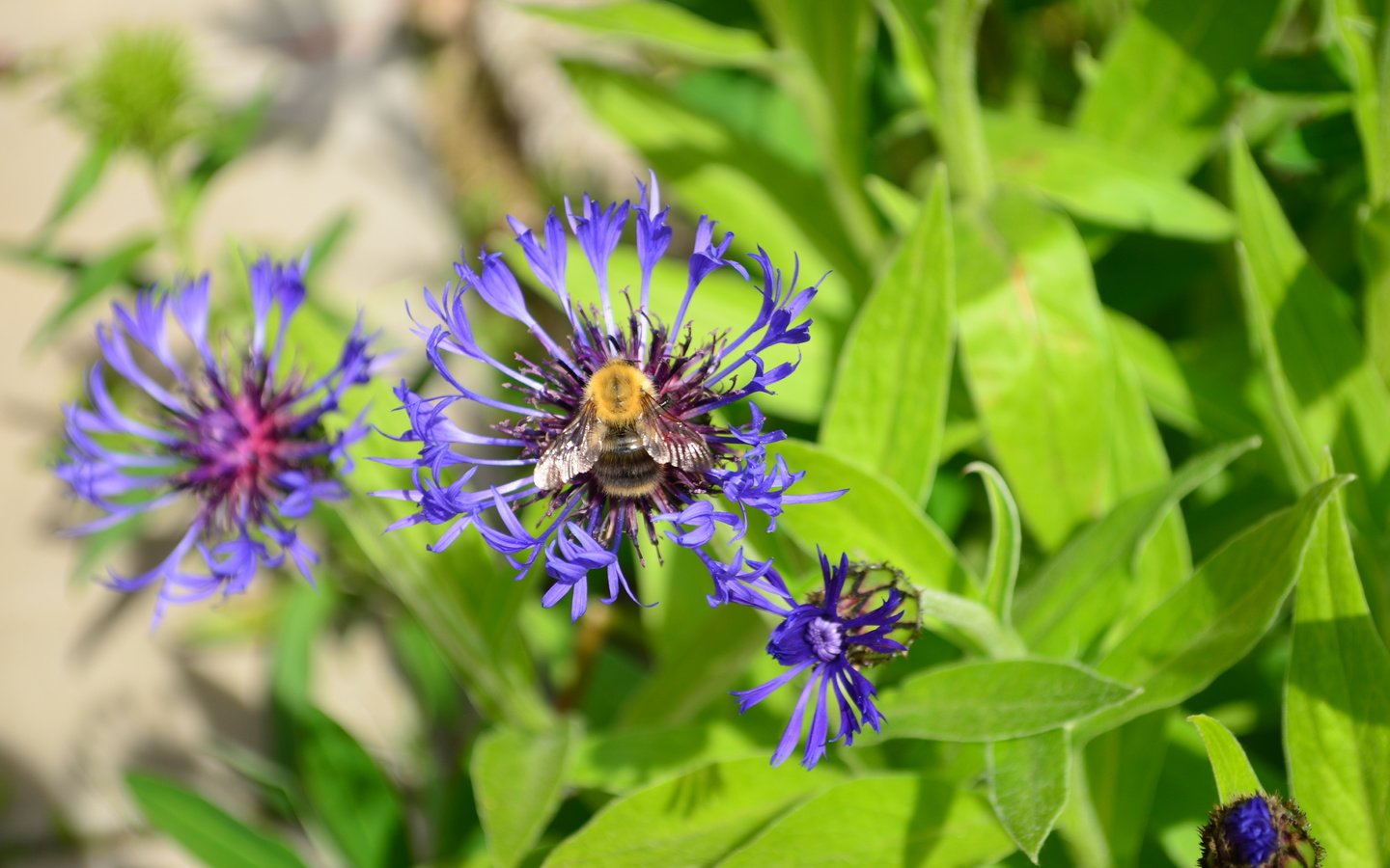 Обои цветы, трава, природа, насекомое, лето, пчела, васильки, дача, flowers, grass, nature, insect, summer, bee, cornflowers, cottage разрешение 4928x3264 Загрузить