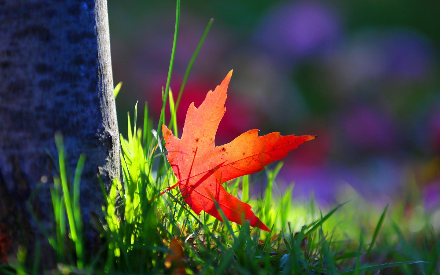 Обои трава, дерево, макро, краски, осень, лист, grass, tree, macro, paint, autumn, sheet разрешение 2048x1366 Загрузить