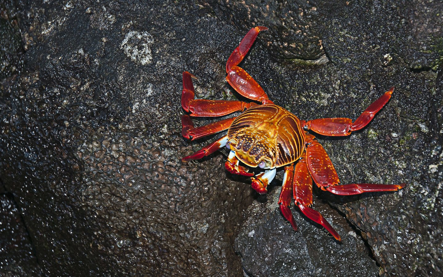 Обои фон, панцирь, краб, клешни, background, shell, crab, claws разрешение 1920x1200 Загрузить