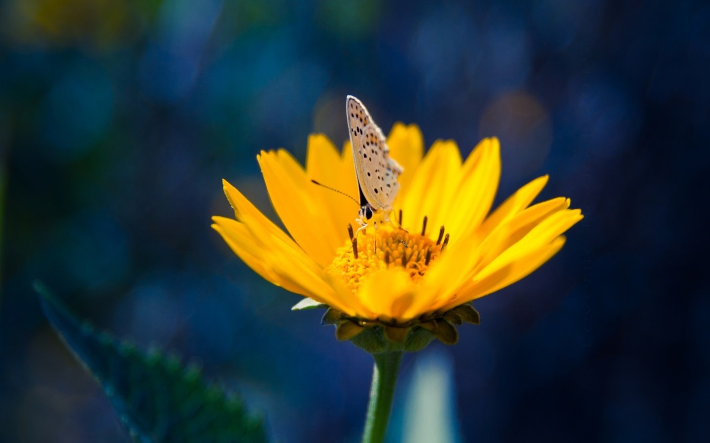 Обои желтый, насекомое, цветок, лепестки, бабочка, yellow, insect, flower, petals, butterfly разрешение 2000x1333 Загрузить