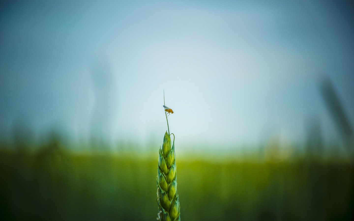 Обои насекомое, поле, пшеница, insect, field, wheat разрешение 4608x3072 Загрузить