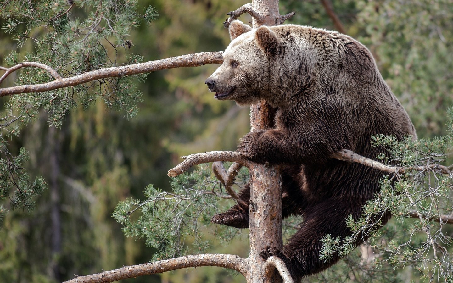 Обои лес, медведь, ель, косолапый, forest, bear, spruce, bruin разрешение 2560x1440 Загрузить