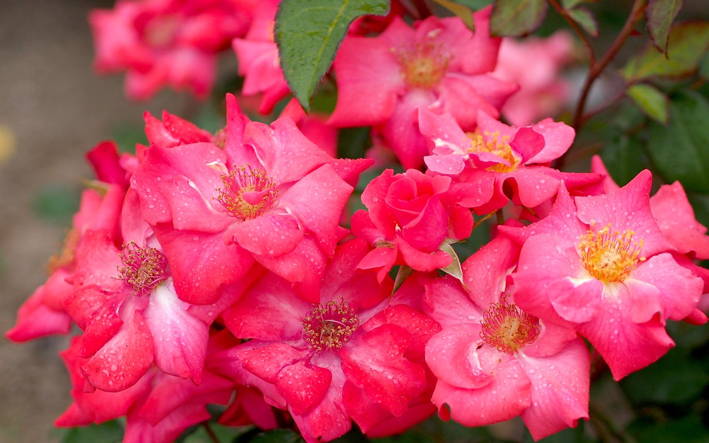 Обои цветы, розы, розовый, куст, flowers, roses, pink, bush разрешение 2048x1536 Загрузить