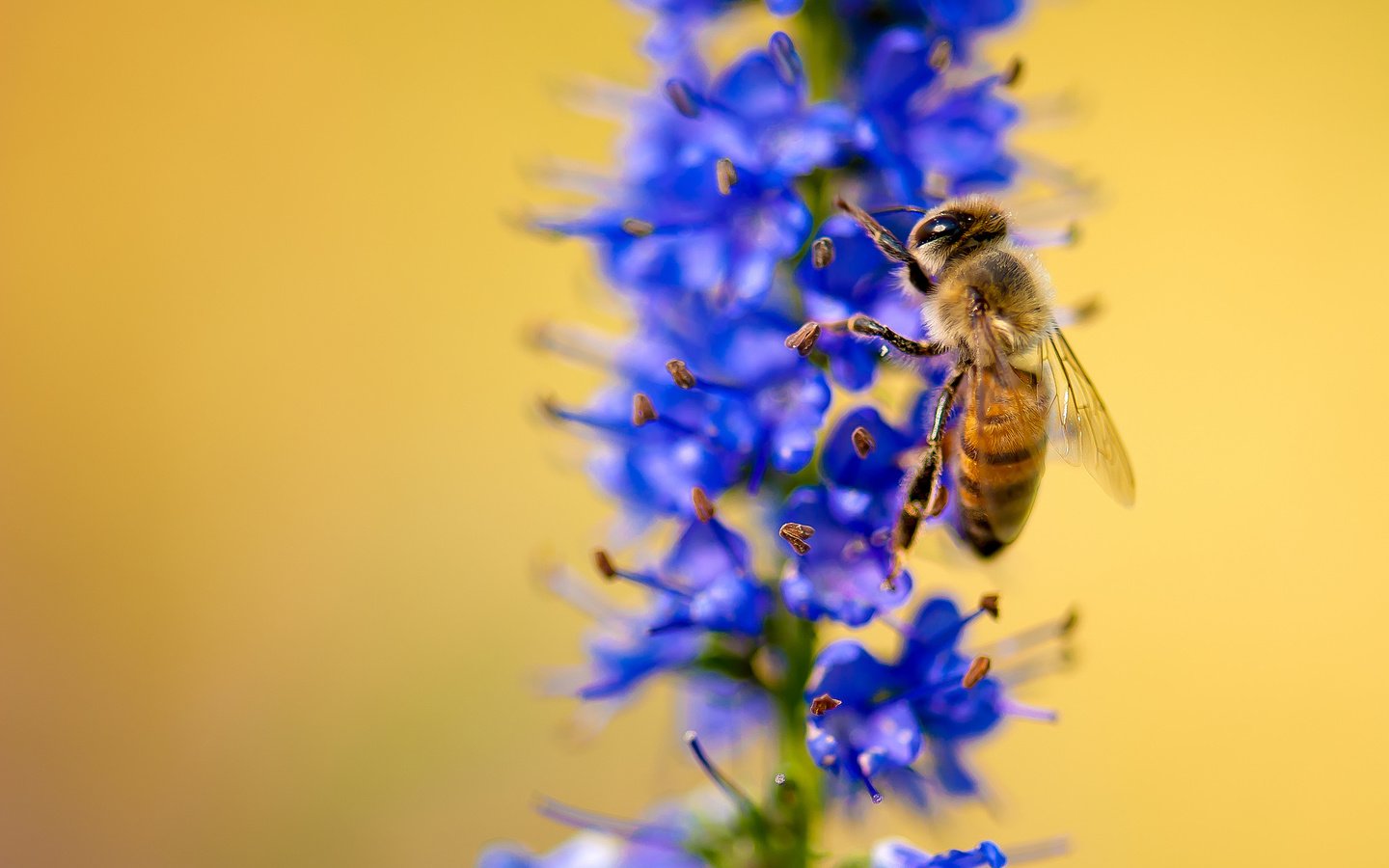 Обои макро, насекомое, цветок, растение, пчела, macro, insect, flower, plant, bee разрешение 2048x1371 Загрузить