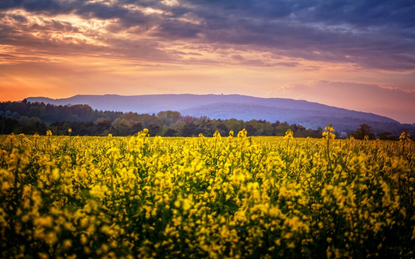 Обои цветы, природа, поле, flowers, nature, field разрешение 2880x1728 Загрузить