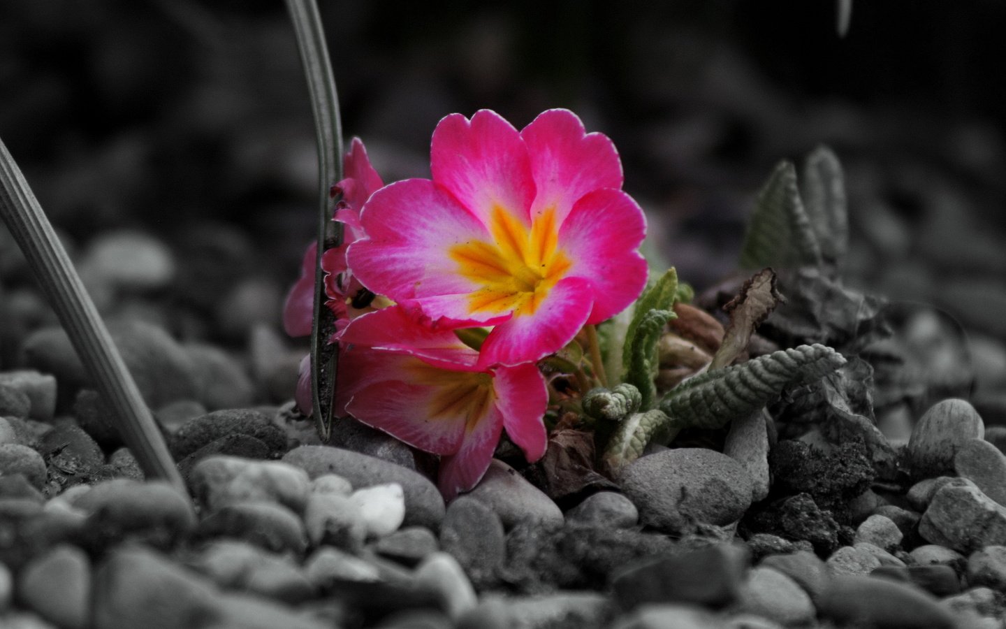 Обои цветы, камни, серое, flowers, stones, grey разрешение 4272x2848 Загрузить