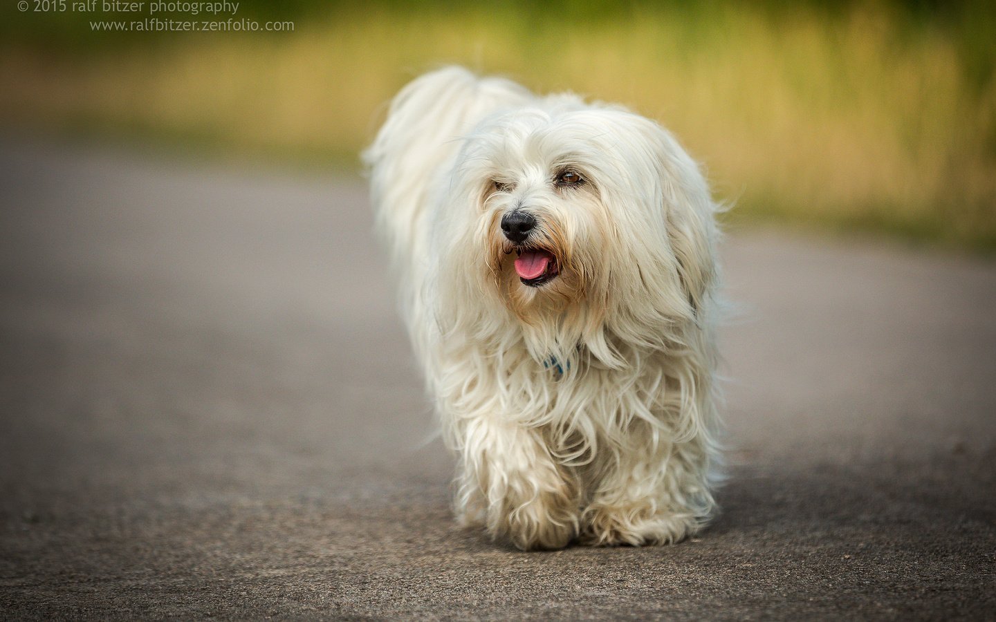 Обои собака, гаванский бишон, бишон, ralf bitzer, dog, the havanese, bichon разрешение 2048x1365 Загрузить