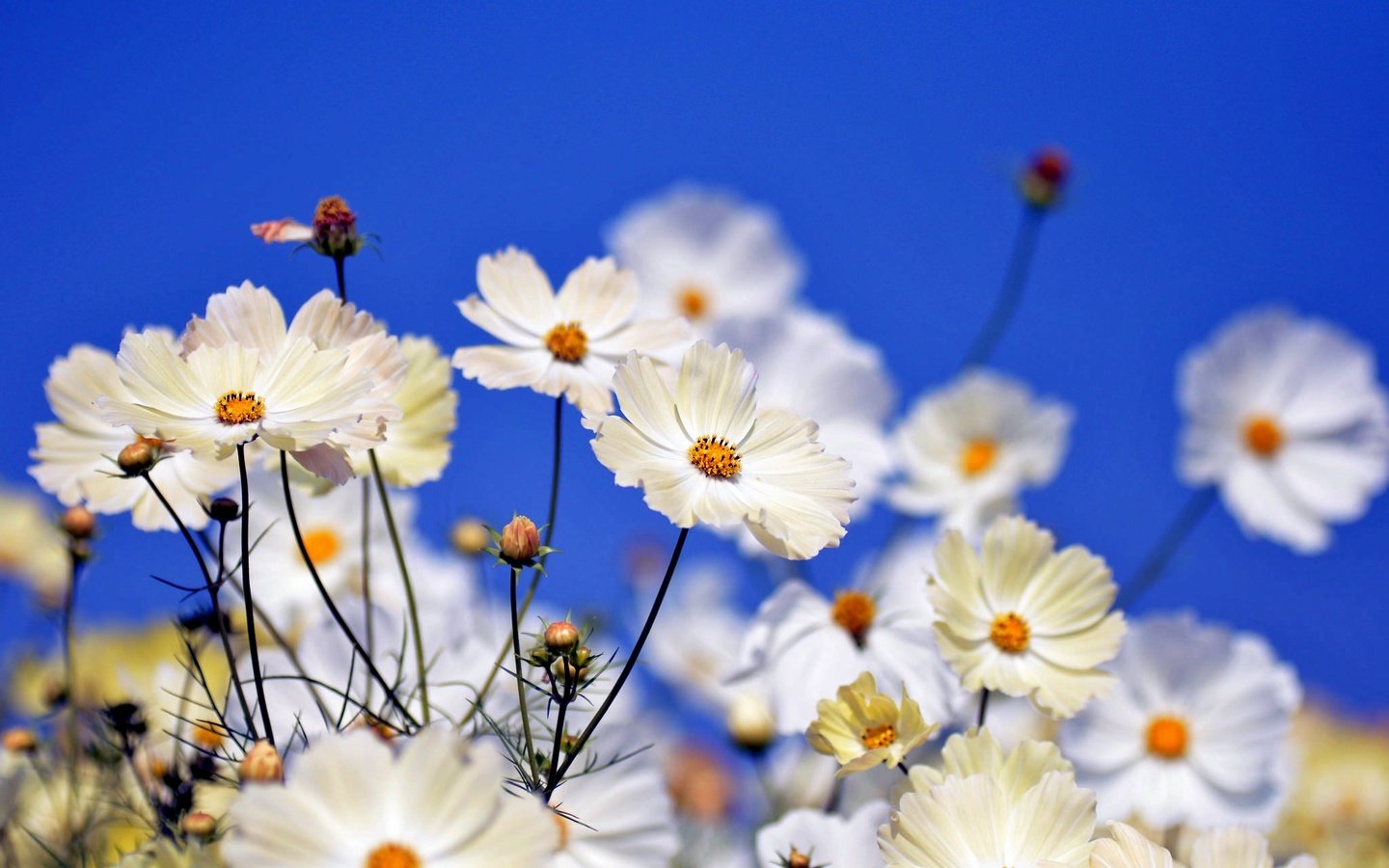 Обои цветы, поле, лепестки, стебли, боке, космея, flowers, field, petals, stems, bokeh, kosmeya разрешение 2048x1356 Загрузить