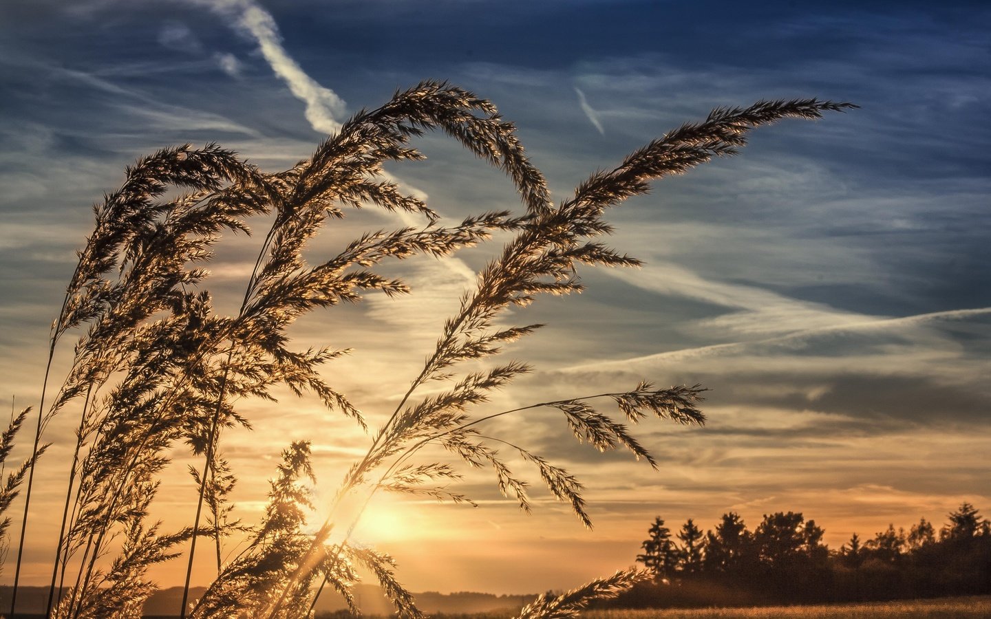 Обои небо, трава, облака, природа, закат, горизонт, колоски, the sky, grass, clouds, nature, sunset, horizon, spikelets разрешение 3888x2592 Загрузить