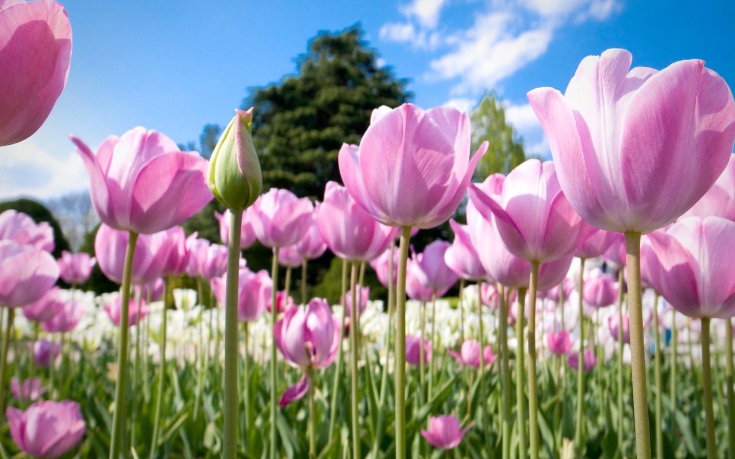 Обои цветы, природа, бутоны, весна, тюльпаны, розовые, много, flowers, nature, buds, spring, tulips, pink, a lot разрешение 3648x2736 Загрузить