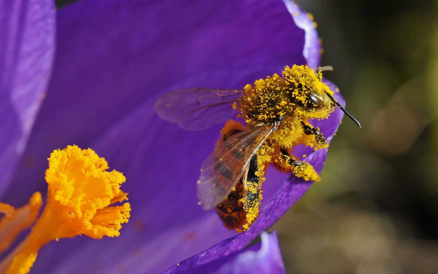 Обои насекомое, цветок, лепестки, пчела, пыльца, insect, flower, petals, bee, pollen разрешение 2000x1327 Загрузить