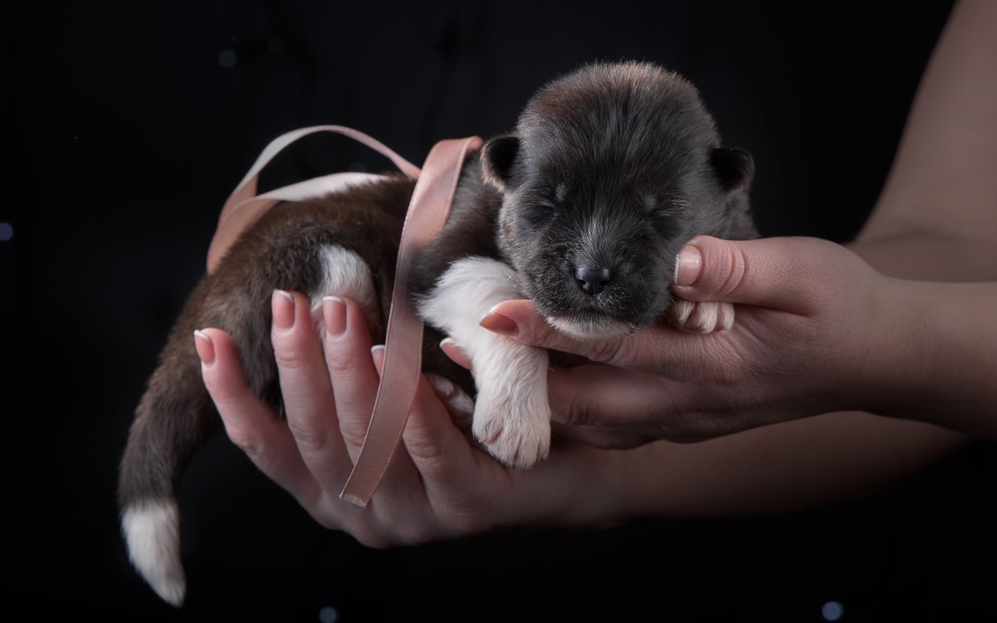 Обои щенок, малыш, бантик, кроха, акита, puppy, baby, bow, akita разрешение 3000x1927 Загрузить