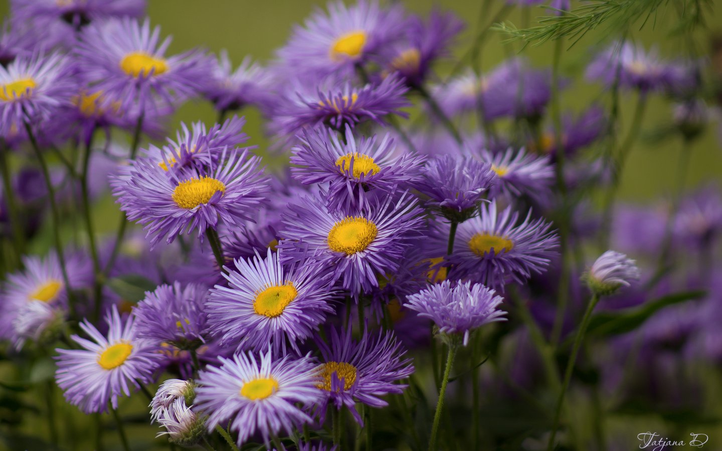 Обои цветы, сиреневые, астры, flowers, lilac, asters разрешение 2400x1595 Загрузить