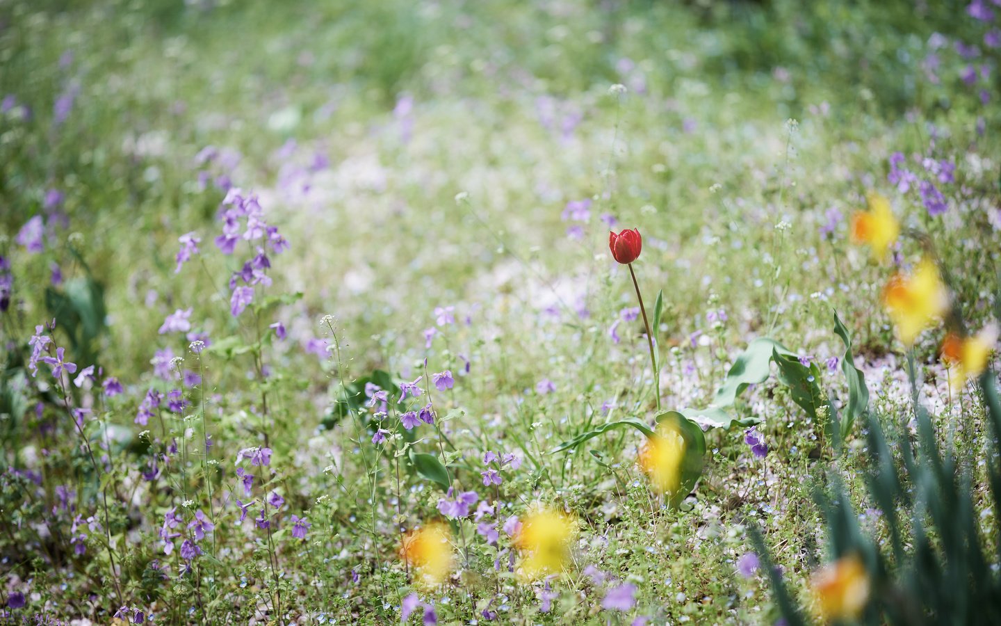 Обои цветы, трава, поле, луг, тюльпан, колокольчики, нарциссы, flowers, grass, field, meadow, tulip, bells, daffodils разрешение 2048x1365 Загрузить