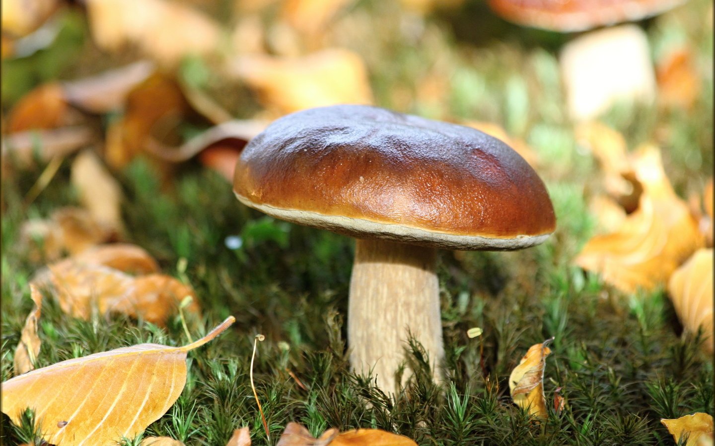 Обои листья, макро, осень, белый, гриб, leaves, macro, autumn, white, mushroom разрешение 5184x3456 Загрузить