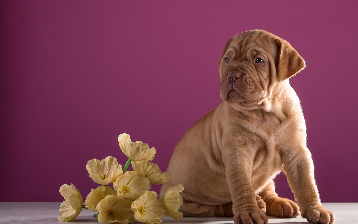 Обои цветы, щенок, бордоский дог, flowers, puppy, dogue de bordeaux разрешение 3200x1995 Загрузить