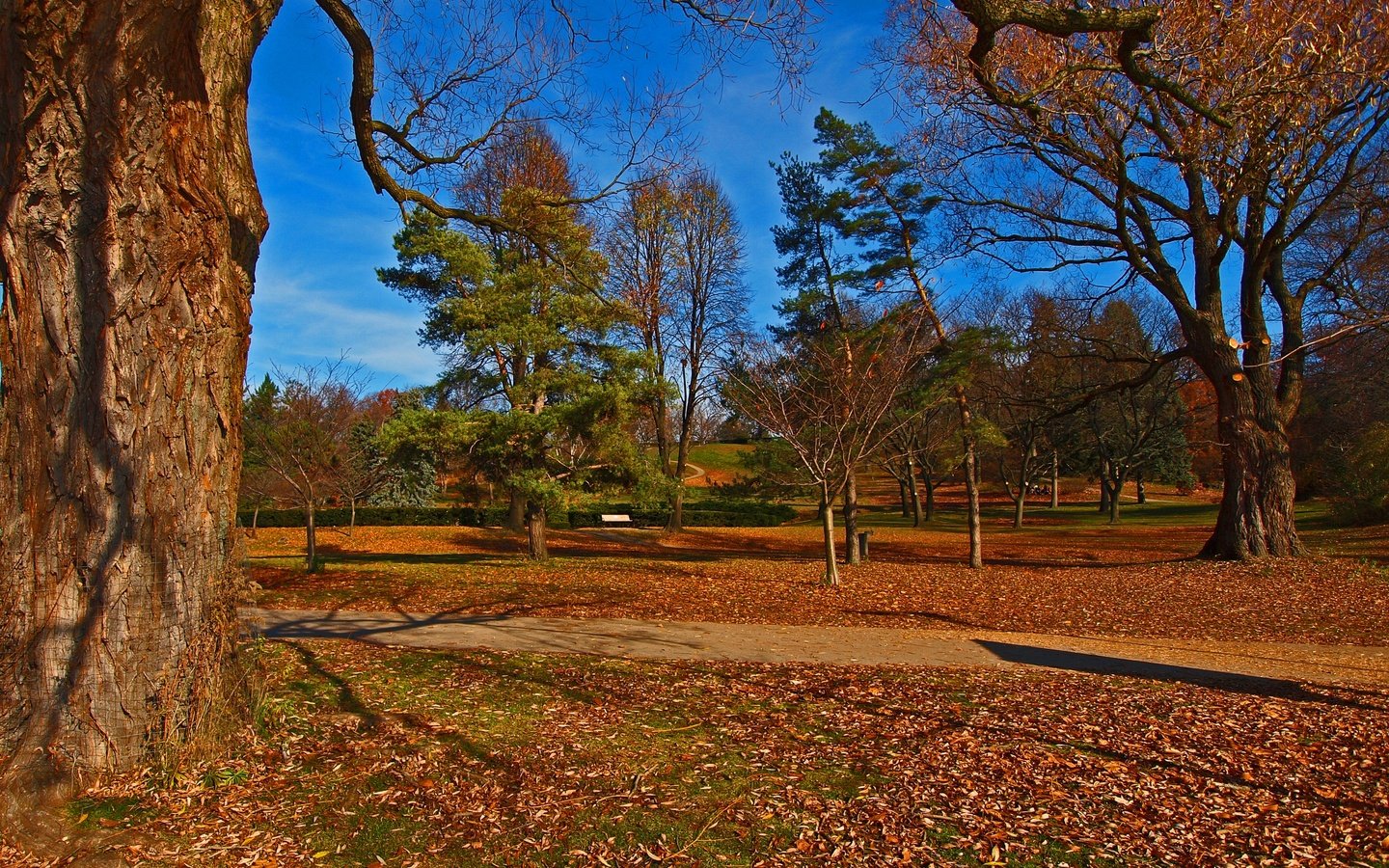 Обои деревья, пейзаж, парк, осень, trees, landscape, park, autumn разрешение 2880x2408 Загрузить