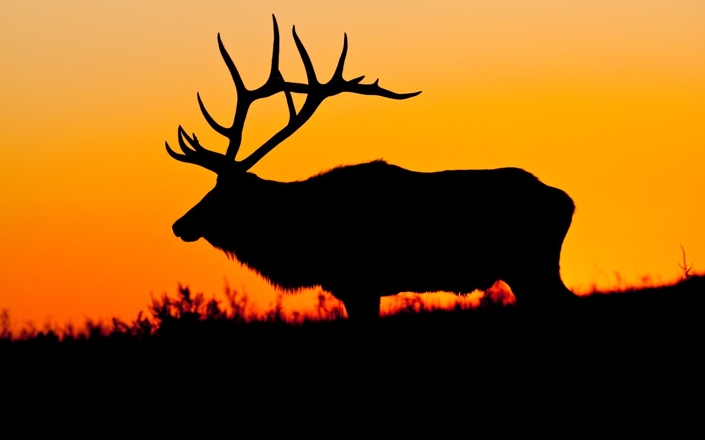 Обои природа, олень, закат, силуэт, nature, deer, sunset, silhouette разрешение 3000x2000 Загрузить