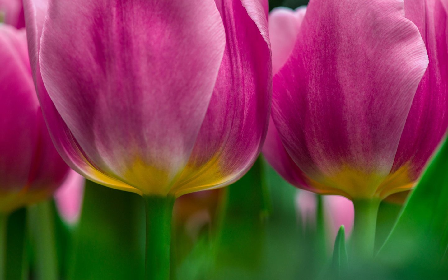 Обои цветы, макро, тюльпаны, розовые, flowers, macro, tulips, pink разрешение 2048x1299 Загрузить