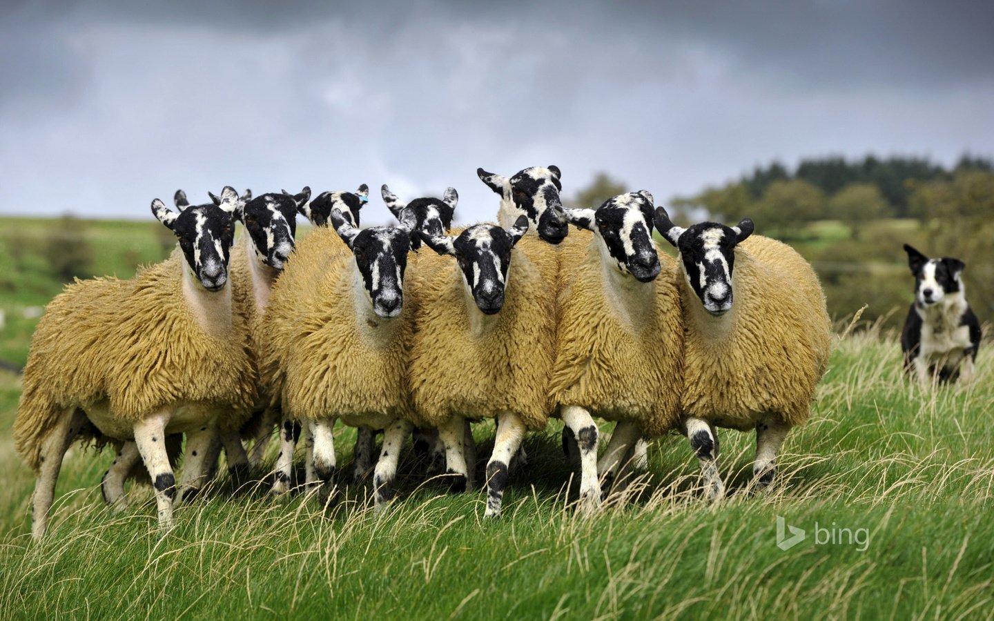 Обои собака, луг, англия, пастбище, овцы, dog, meadow, england, pasture, sheep разрешение 1920x1200 Загрузить