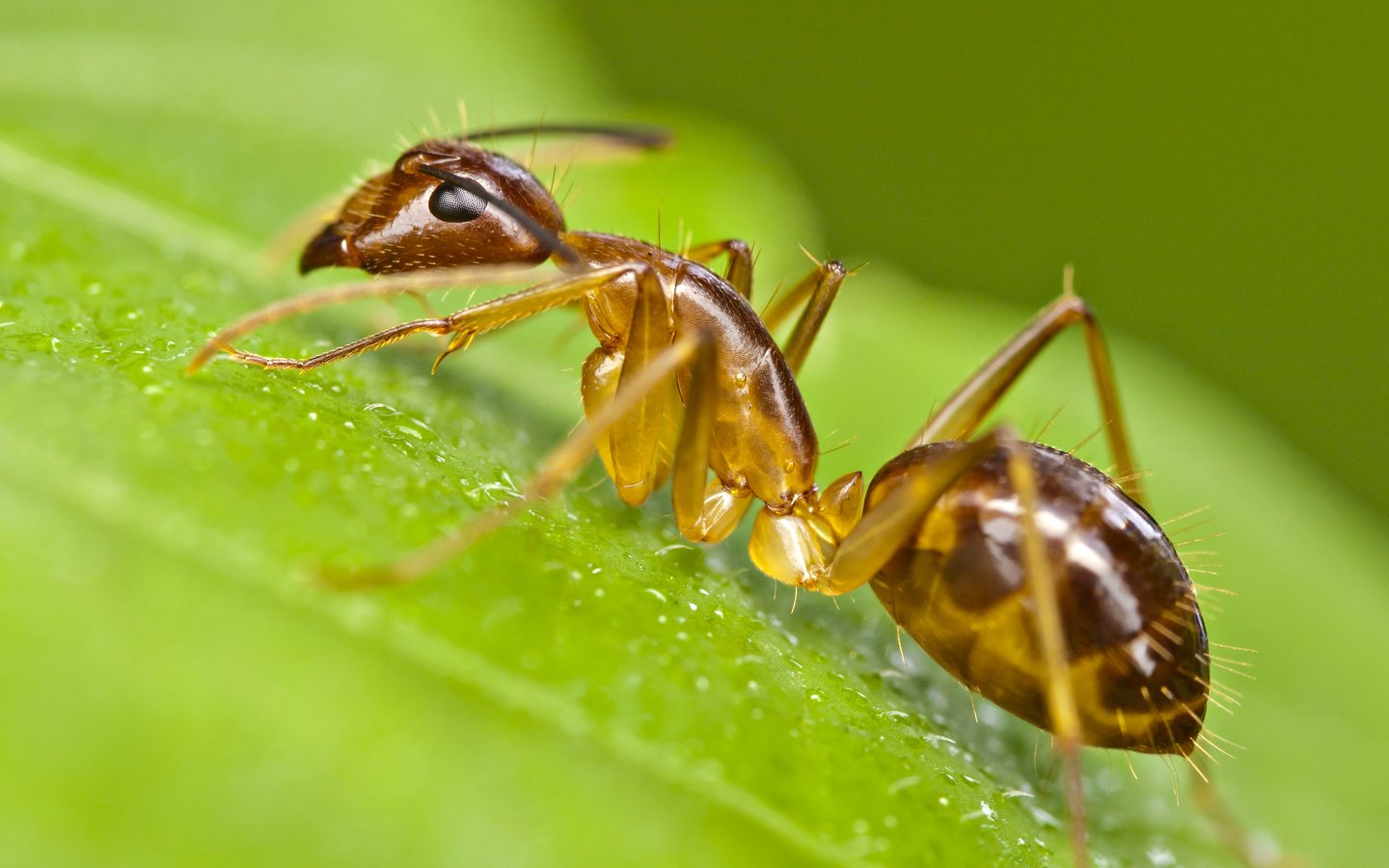 избавиться от муравьев в теплице из поликарбоната нашатырным спиртом