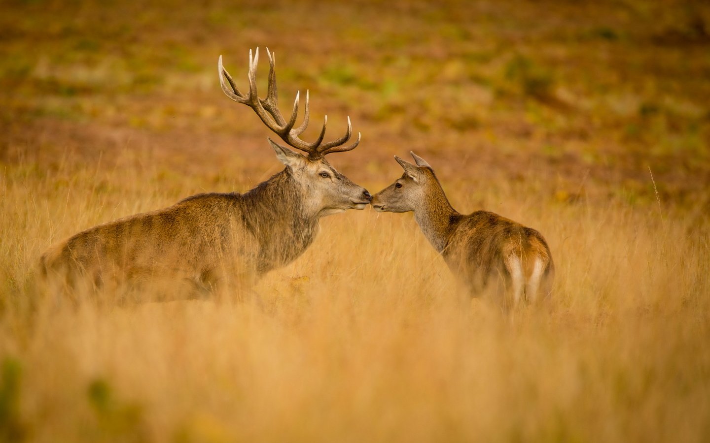 Обои природа, осень, олени, nature, autumn, deer разрешение 2560x1644 Загрузить