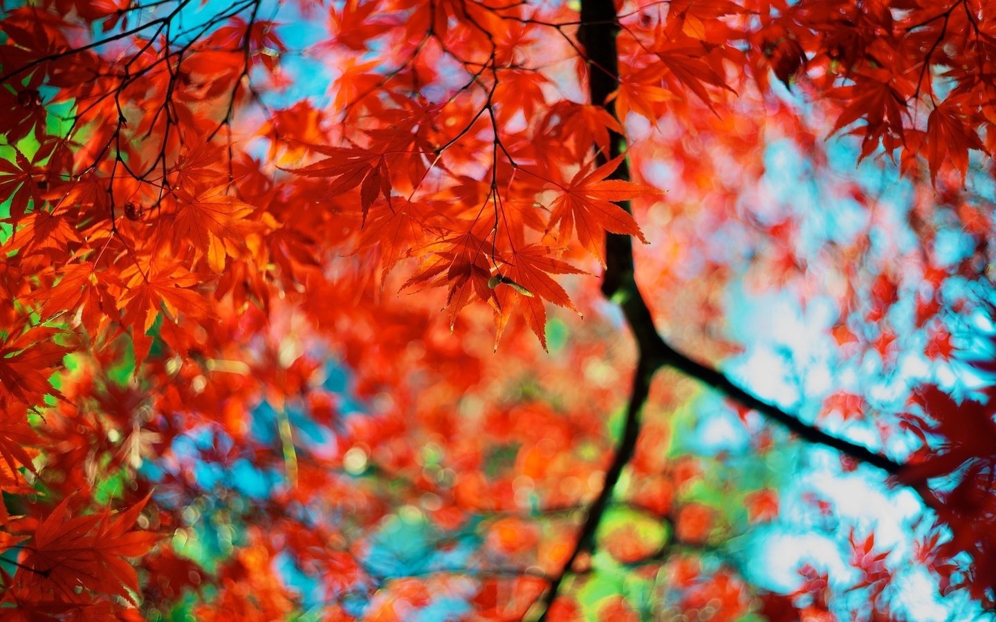 Обои цвета, листья, ветки, осень, красные, размытость, кленовый лист, color, leaves, branches, autumn, red, blur, maple leaf разрешение 1920x1200 Загрузить