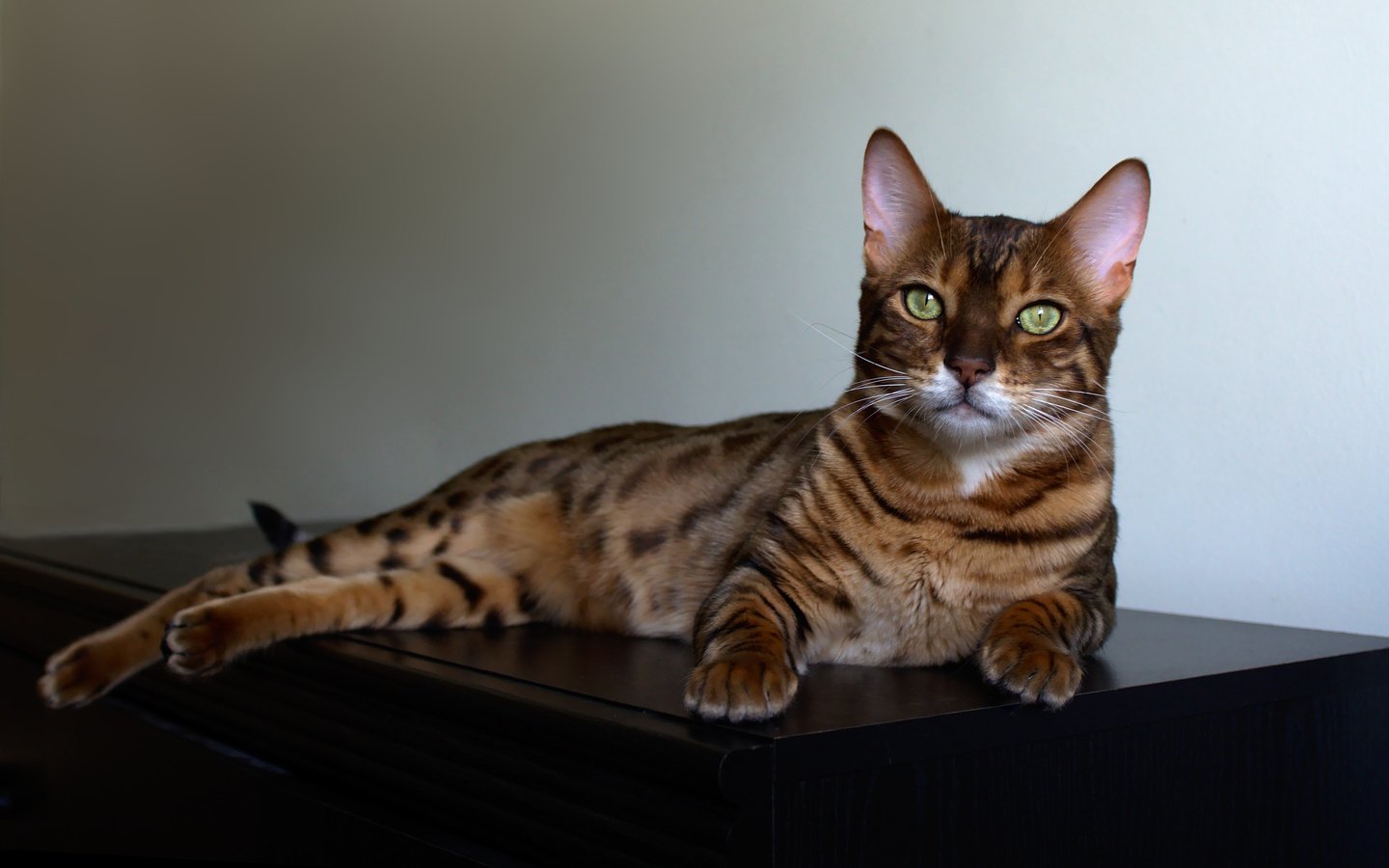 Обои кошка, лежит, комод, пятнистая, бенгальская кошка, cat, lies, chest, spotted, bengal cat разрешение 4184x2790 Загрузить