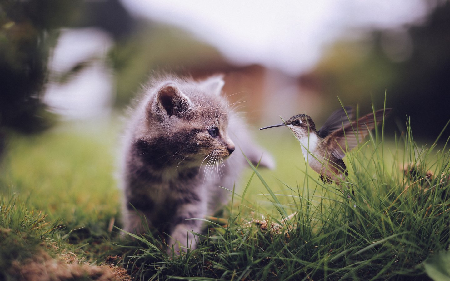 Обои трава, кошка, котенок, птица, клюв, перья, встреча, колибри, grass, cat, kitty, bird, beak, feathers, meeting, hummingbird разрешение 2048x1345 Загрузить